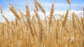 Египет вернул себе первое место по закупкам российской пшеницы